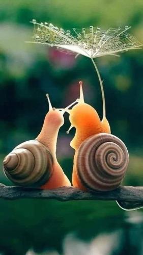snail love