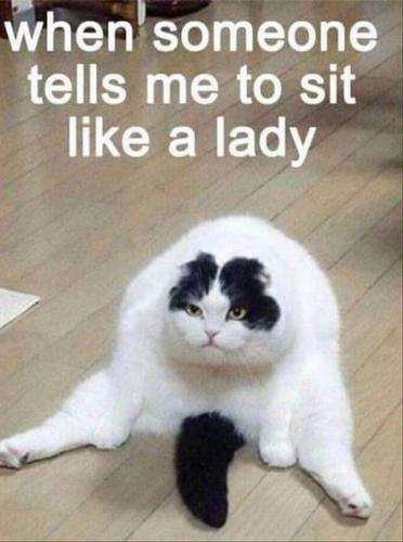 55-Funniest-Cat-Memes-Ever-29