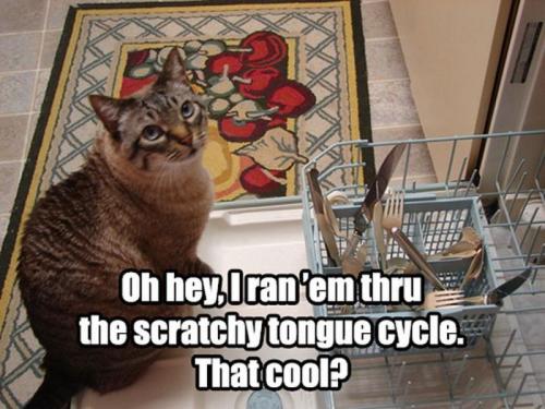 55-Funniest-Cat-Memes-Ever-11