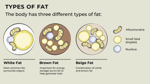 Types of Fat