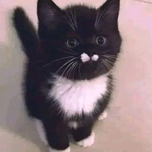 cute black kitten