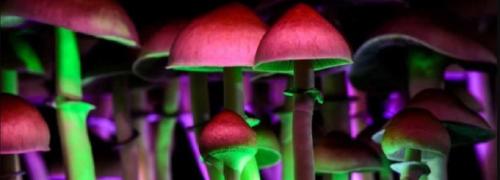 Magic mushroom cover